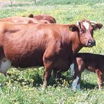 koe met kalf in donker rode kleur