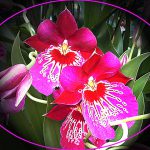 roze orchidee